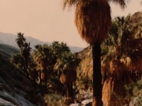 socal-palm-tree