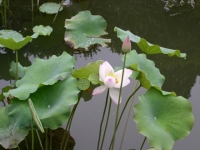 vietnam_flower_pond